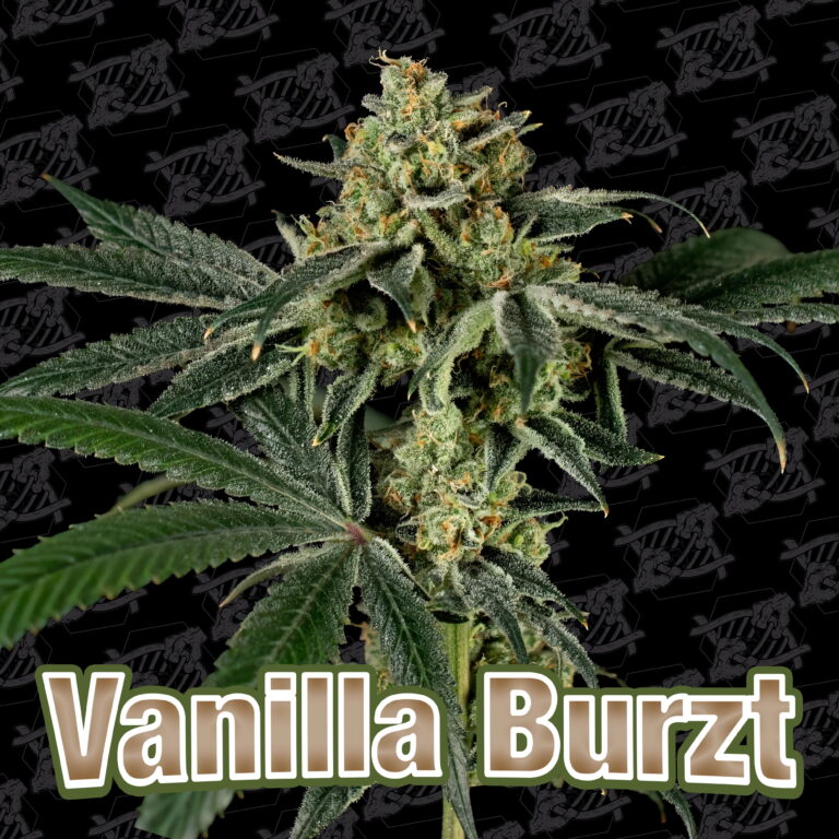tester-vanilla-burzt-cover