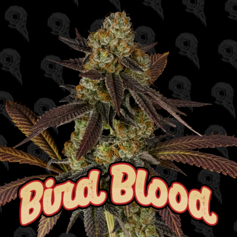 Bird Blood strain