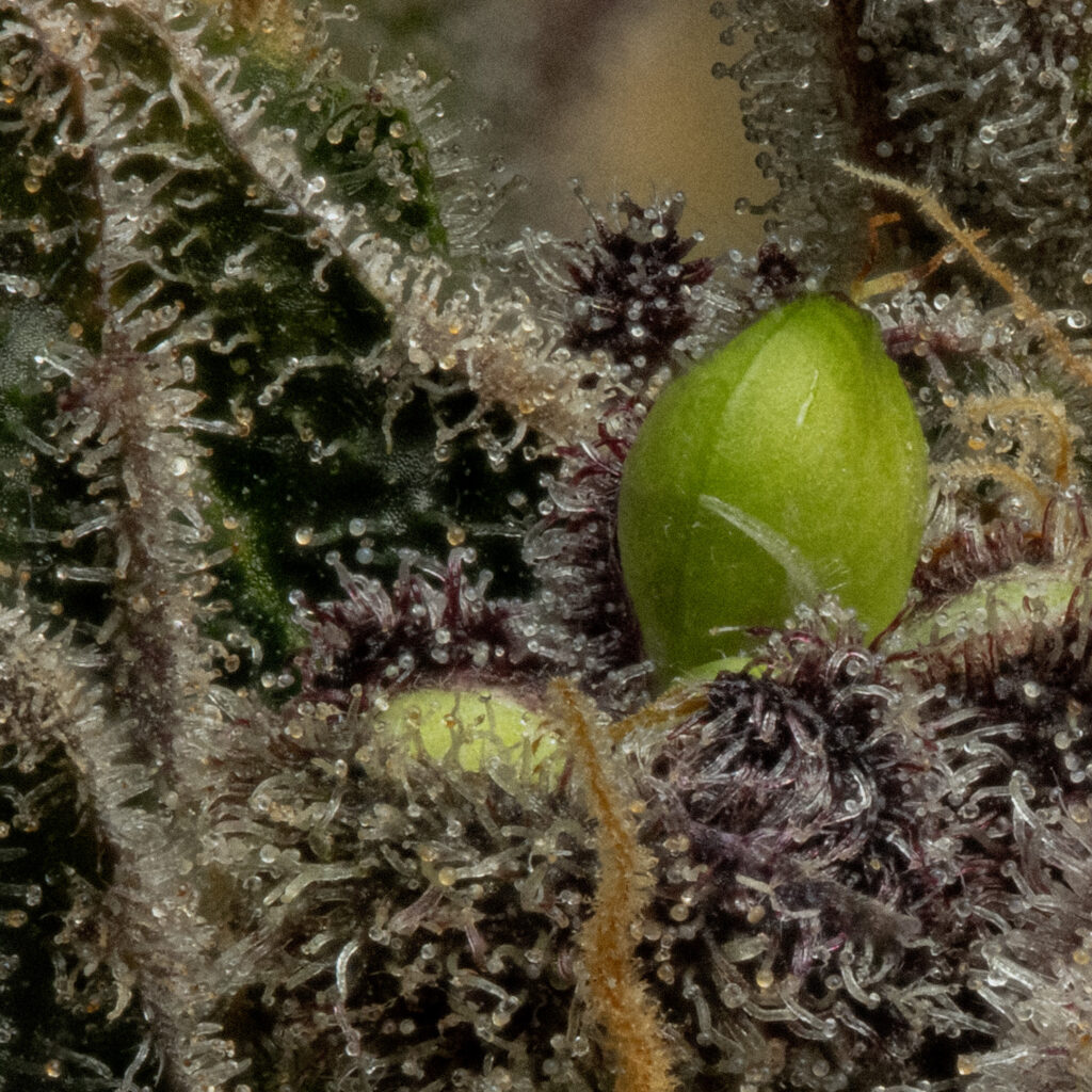 Cannabis Feminization