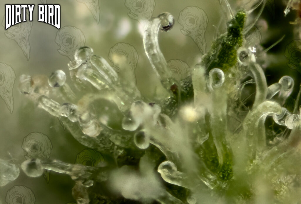Cannabis Bub Grease