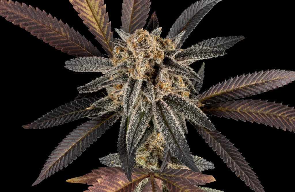 Types of Cannabis