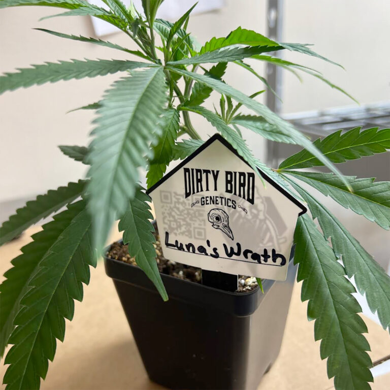 Dirty Bird Tags