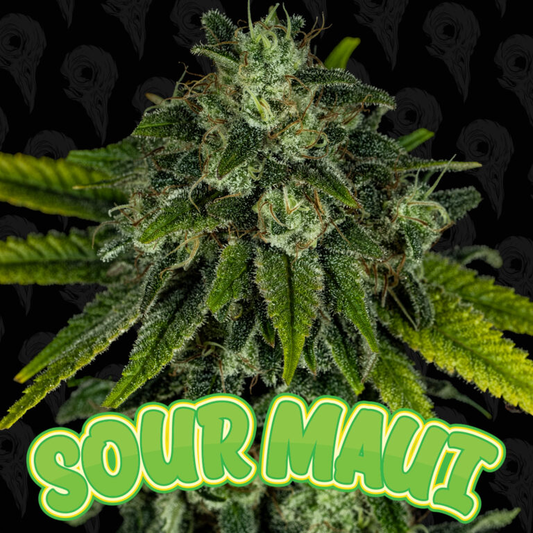 seed-maui-multipack-box-set-cover-01