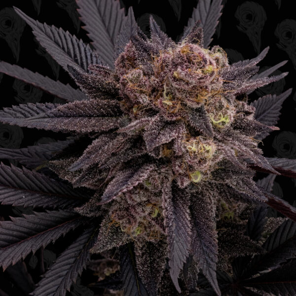 Black Phoenix Seeds - Image 4