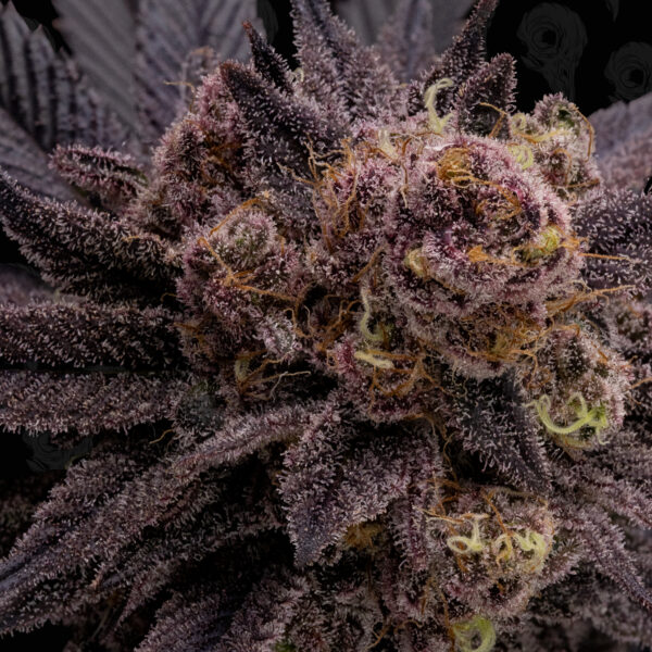 Black Phoenix Seeds - Image 3