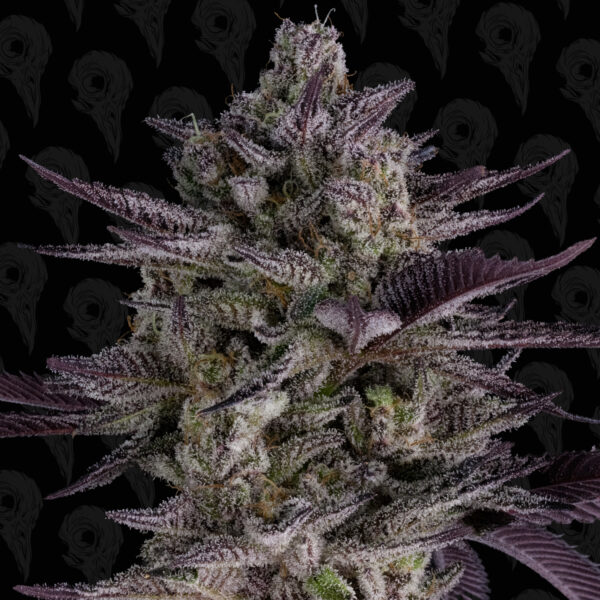 Black Phoenix Seeds - Image 2