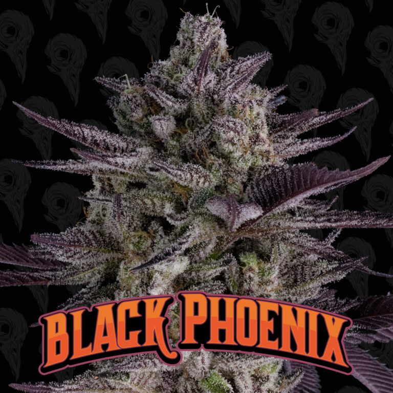 seed-vol-1-black-phoenix-cover-01