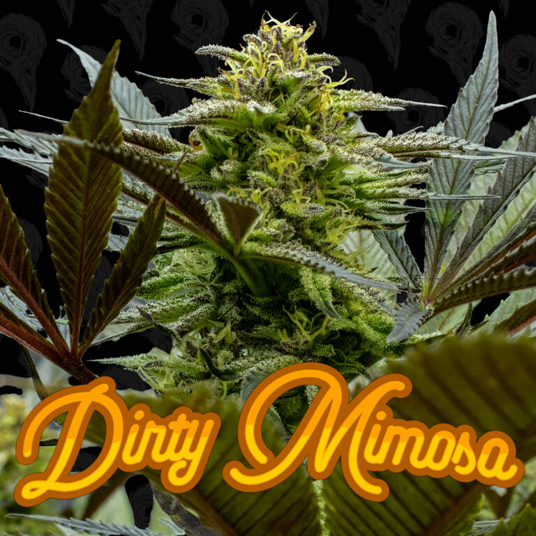 seed-vol-1-dirty-mimosa-cover-01