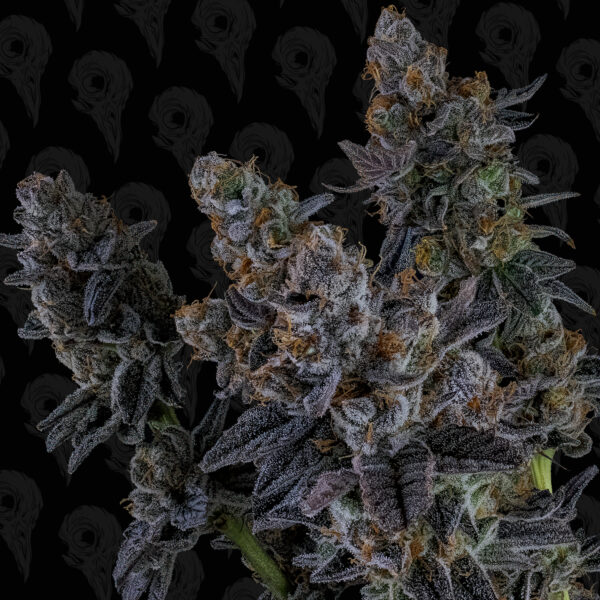 Dirty Unicorn Seeds - Image 2