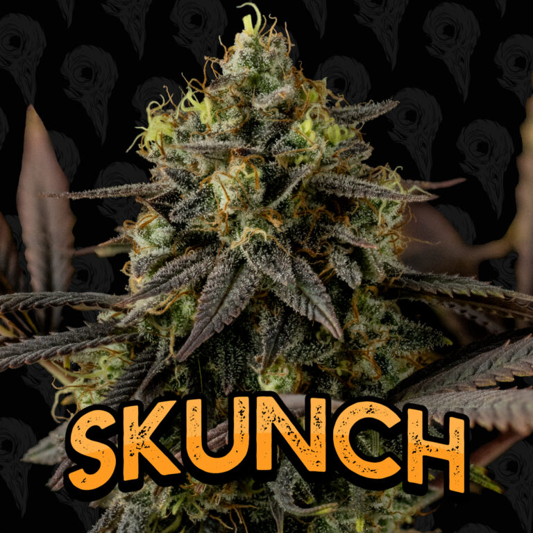 seed-vol-1-skunch-cover-01