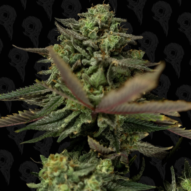 seed-vol-1-sour-lime-haze-cover-01