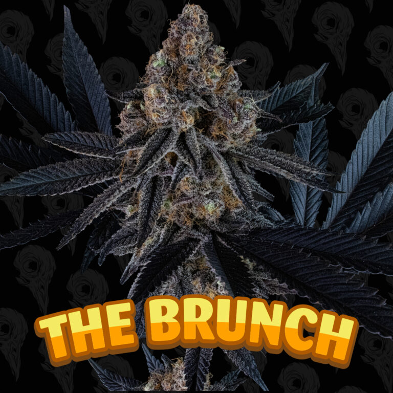 seed-vol-1-the-brunch-cover-01