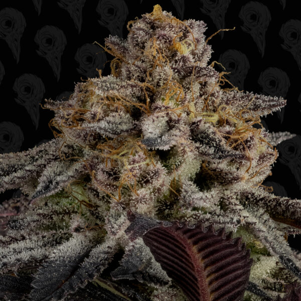 Bad Apple Seeds - Image 3