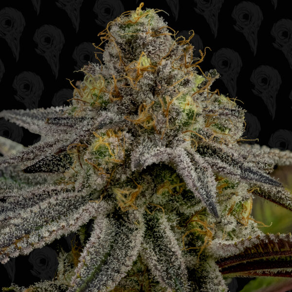 Bad Apple Seeds - Image 2