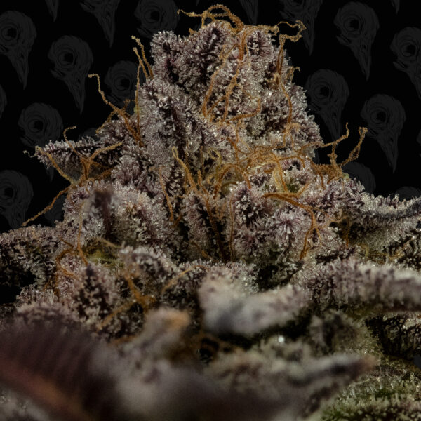 Bad Apple Seeds - Image 5