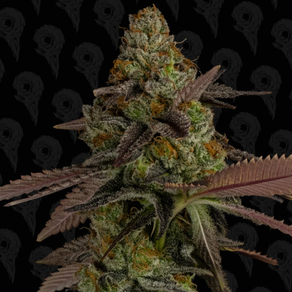 Bird Blood Stew Seeds - Image 4
