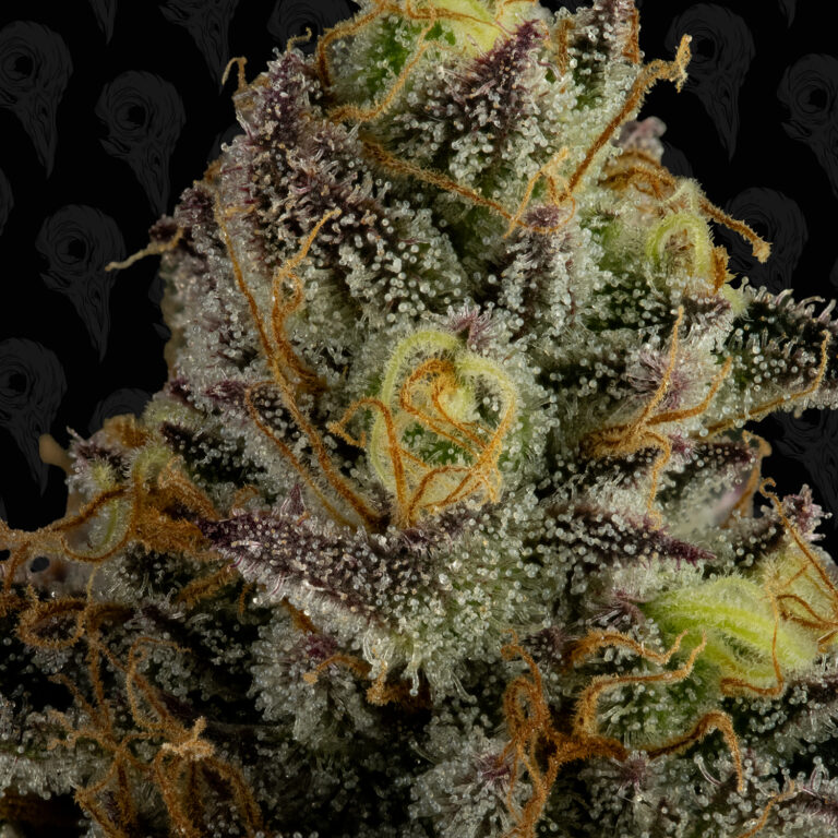seed-vol-2-dirty-sangria-cover-01