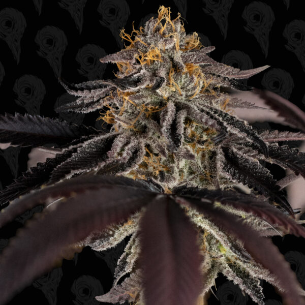 Murder Biscuits Seeds - Image 2