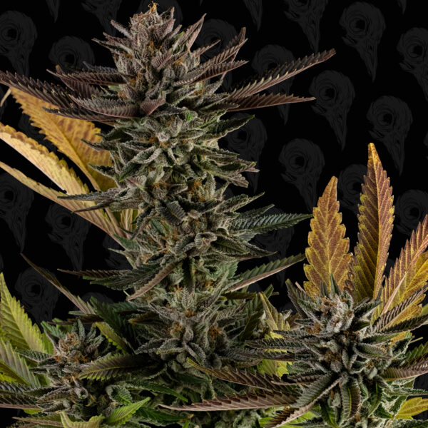 Nuclear Forest Seeds - Image 8