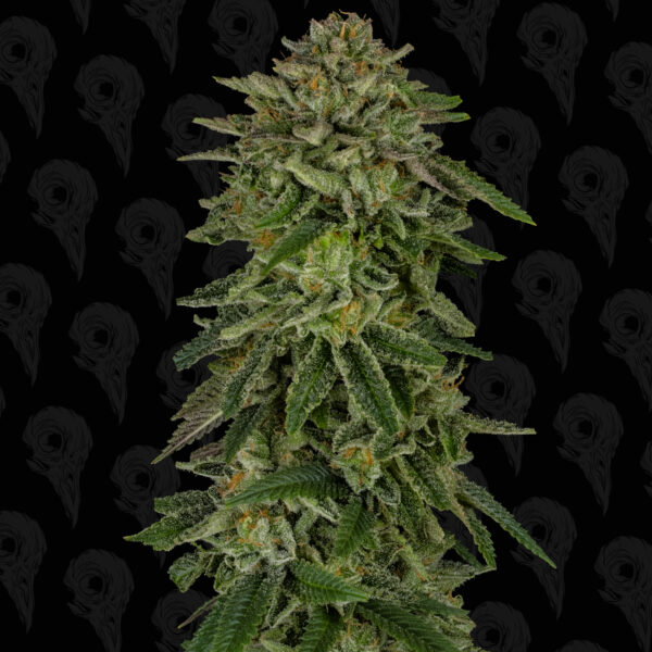 Nuclear Forest Seeds - Image 7