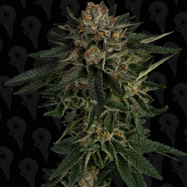 Nuclear Forest Seeds - Image 5