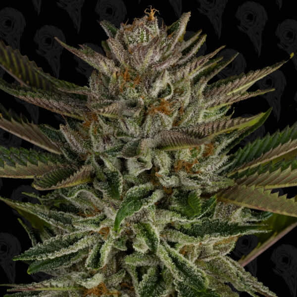 Nuclear Forest Seeds - Image 4