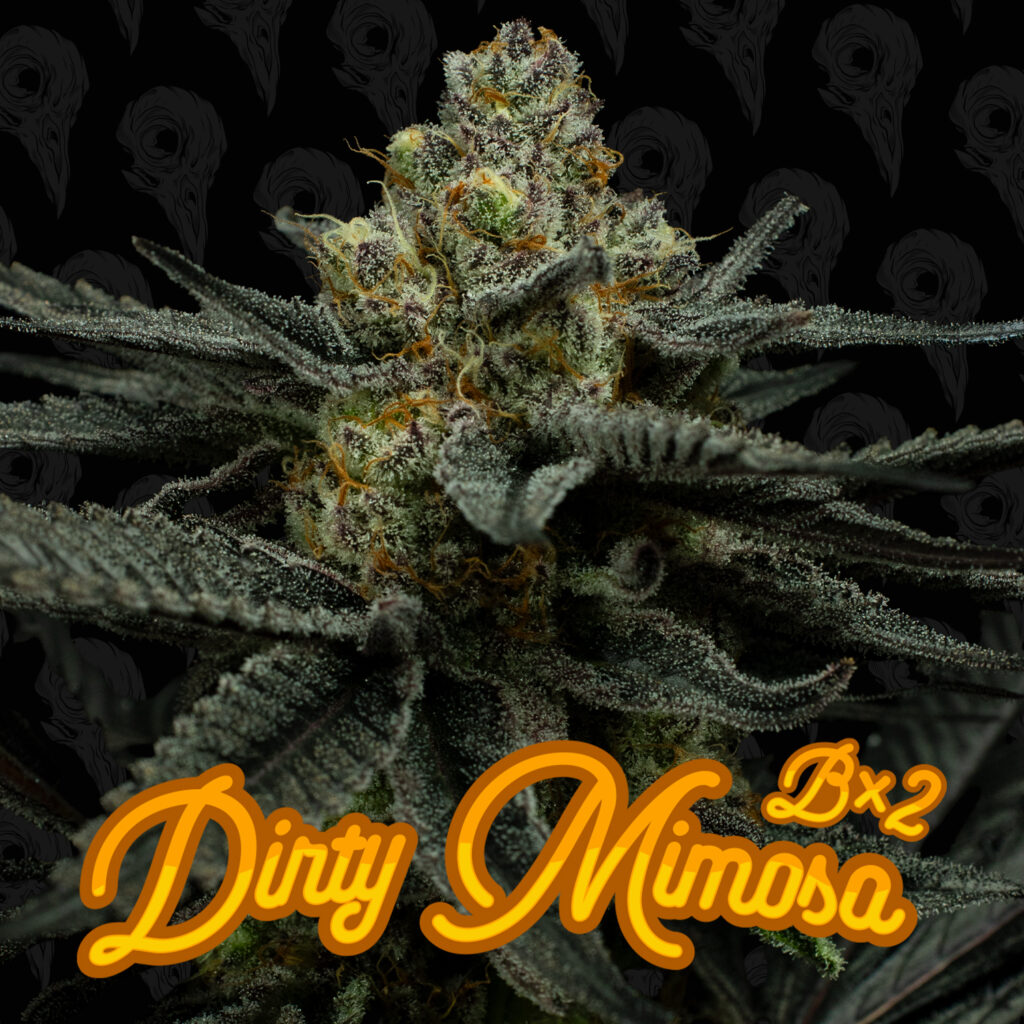 Dirty Mimosa Bx2 (REG) Seeds