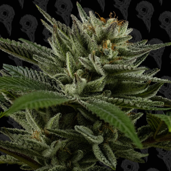Grease Truck Seeds - Image 4