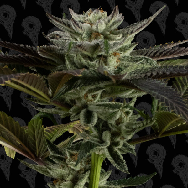 Grease Truck Seeds - Image 2