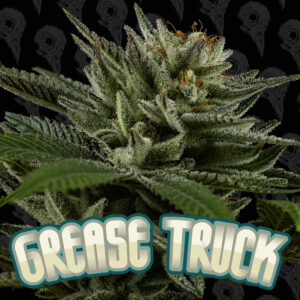 Grease Truck Seeds