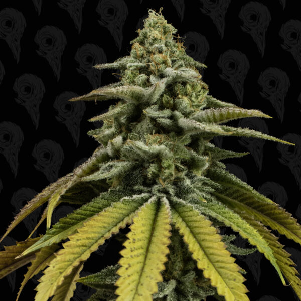 Pine Tree Kush Seeds - Image 4