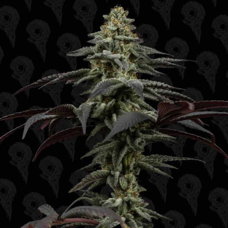seed-vol-3-pine-tree-kush-cover-01