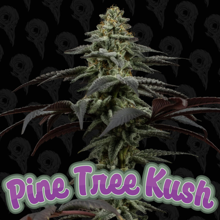 seed-vol-3-pine-tree-kush-cover-01
