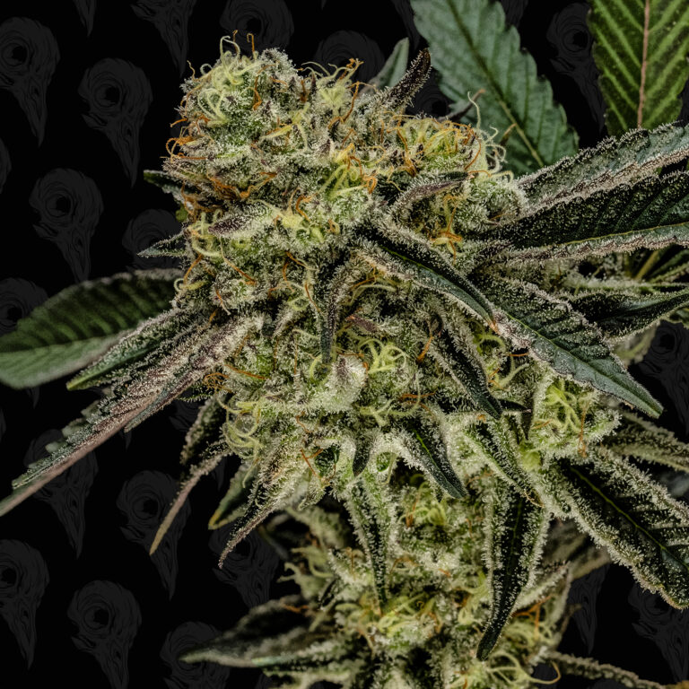 seed-vol-3-platinum-mimosa-cover-01