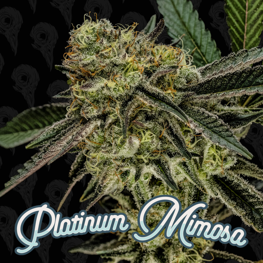 Platinum Mimosa Seeds