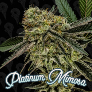 Platinum Mimosa Seeds