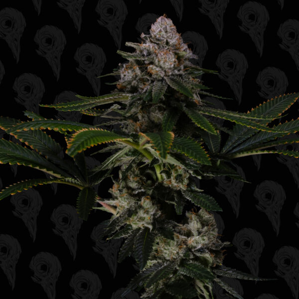 Roadside Haze Seeds - Image 7