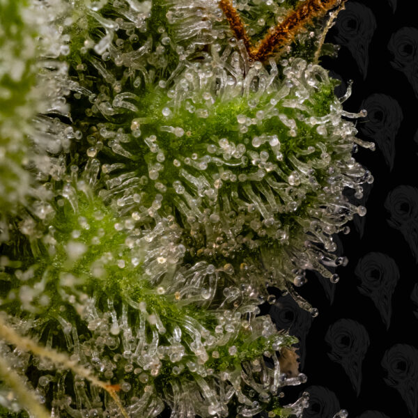 Roadside Haze Seeds - Image 6