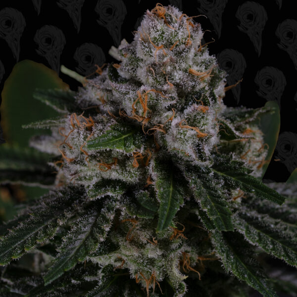 Roadside Haze Seeds - Image 5