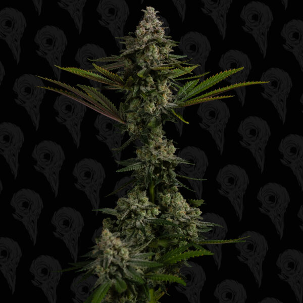 Roadside Haze Seeds - Image 4
