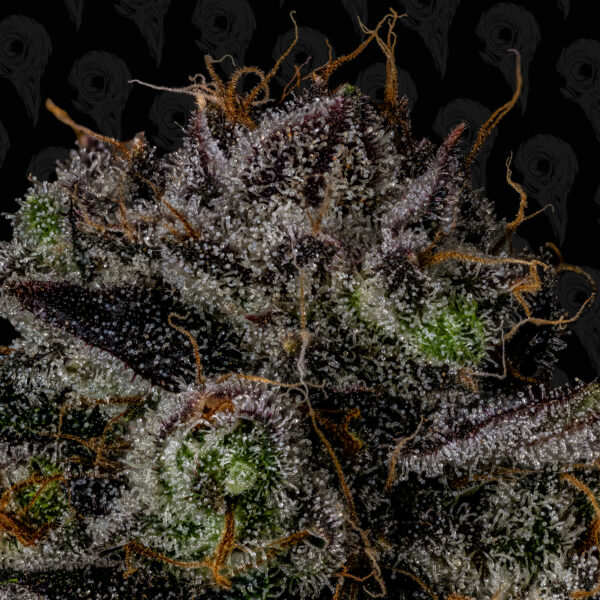 Roadside Haze Seeds - Image 3
