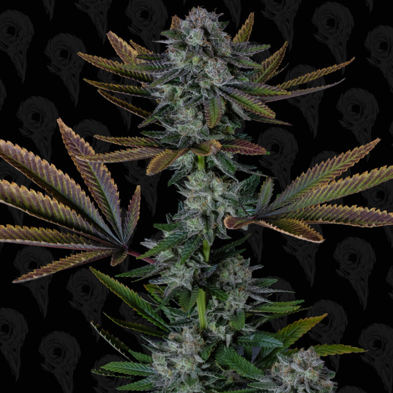 seed-vol-3-roadside-haze-cover-01