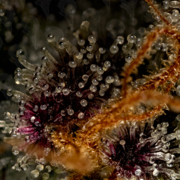 Sex Melon Seeds - Image 2