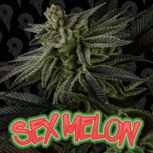 Sex Melon Seeds