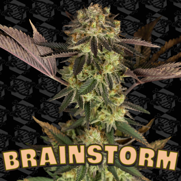 Brainstorm Seeds Tester