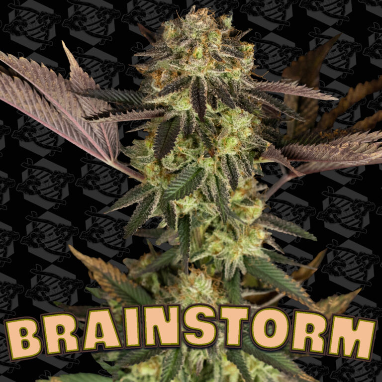 tester-brainstorm-cover-01
