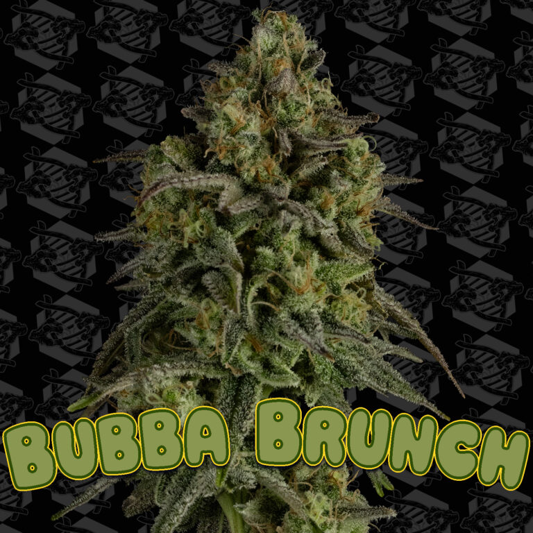 tester-bubba-brunch-cover-01
