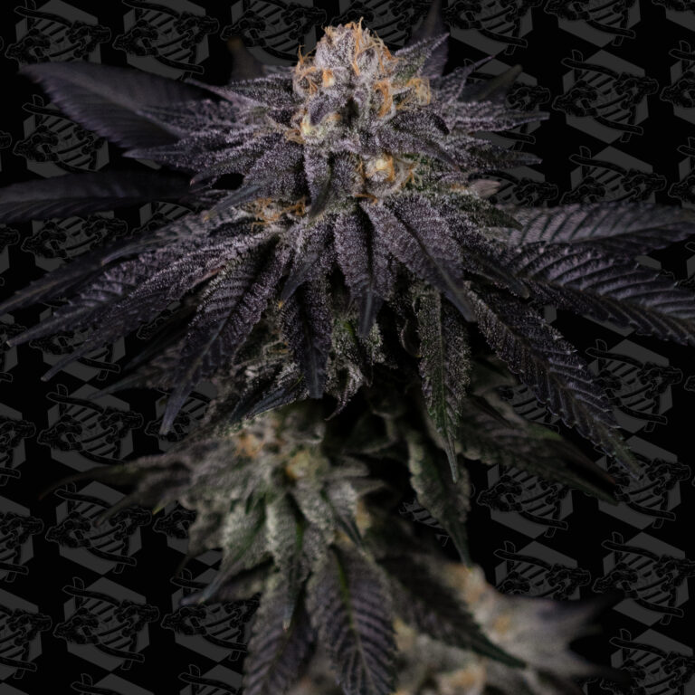 tester-cold-queso-cover-01