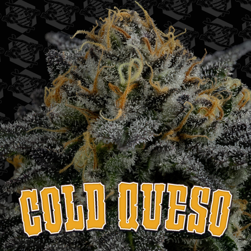 Cold Queso 5-Pack