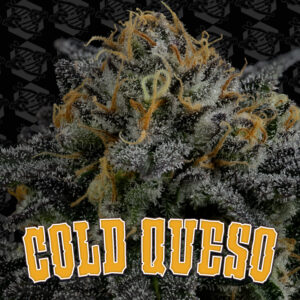 Cold Queso 5-Pack